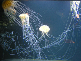 Фото Компасная медуза