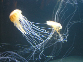 Фото Компасная медуза