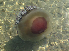 Фото Котилориза