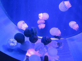 Фото Золотая медуза