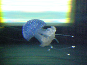 Фото Пятнистая австралийская медуза