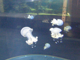 Фото Пятнистая австралийская медуза