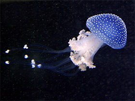 Фото Пятнистая австралийская медуза