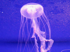 Фото Медуза амакуза