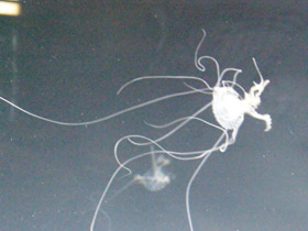 Фото Медуза амакуза