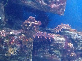 Смотреть фото Дальневосточный трепанг Фото Дальневосточный трепанг