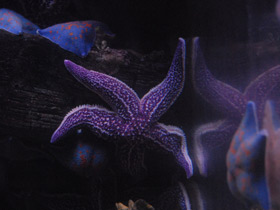 Фото Амурская звезда