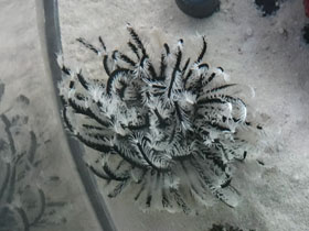 Фото Морские лилии