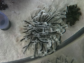 Фото Морские лилии