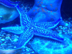 Смотреть фото Колкая дистоластерия Фото Колкая дистоластерия