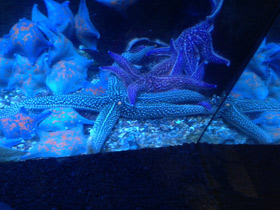 Смотреть фото Колкая дистоластерия Фото Колкая дистоластерия