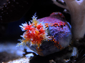 Трехцветная голотурия Трехцветная голотурия