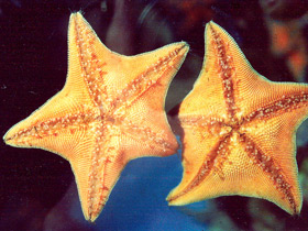 Фото Гребешковая патирия