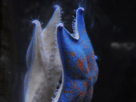 Фото Гребешковая патирия