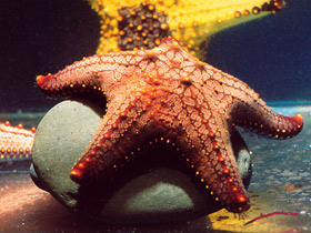 Смотреть фото Четвероногие чистюли Фото Четвероногие чистюли