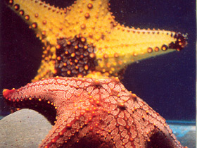 Фото Пятнистая морская звезда