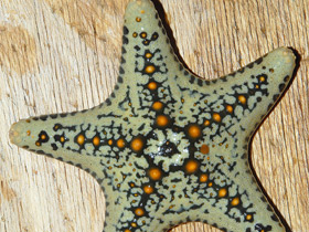 Пентацерастеры