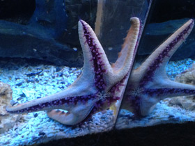 Пентацерастеры