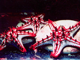 Красношипый протореастер Красношипый протореастер