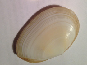 Фото Синдесмии