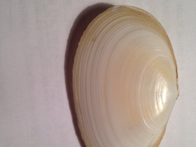 Фото Синдесмии