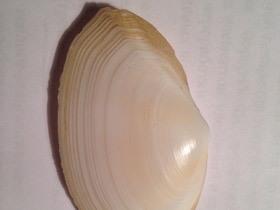 Фото Синдесмии