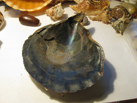 Фото Пинновые