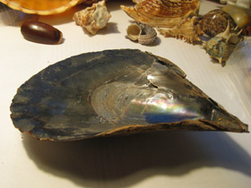 Фото Пинновые