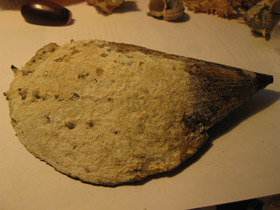 Фото Пинновые