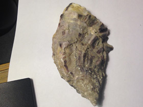 Смотреть фото Устрицы Фото Устрицы