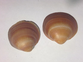 Смотреть фото Глицимериды Фото Глицимериды