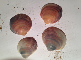 Смотреть фото Глицимериды Фото Глицимериды