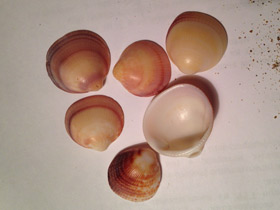 Смотреть фото Глицимериды Фото Глицимериды