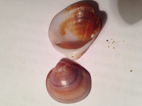 Смотреть фото Глицимериды Фото Глицимериды