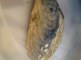 Фото Пинновые