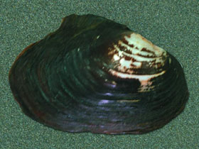 Смотреть фото Приморская синанодонта Фото Приморская синанодонта