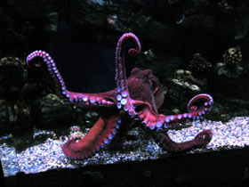 Фото Осьминог Дофлейна