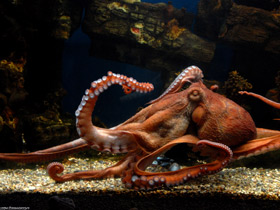 Осьминог Дофлейна Осьминог Дофлейна