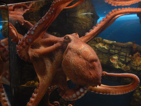 Фото Осьминог Дофлейна