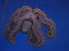 Фото Осьминог Дофлейна