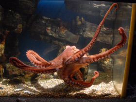 Фото Осьминог Дофлейна