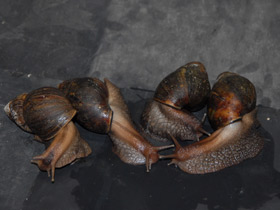 Фото Ахатиниды