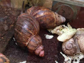 Фото Ахатиниды