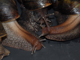 Фото Ахатиниды