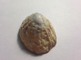 Смотреть фото Акмеиды Фото Акмеиды