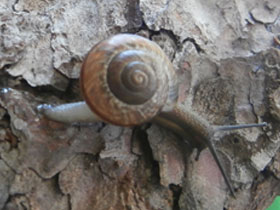Смотреть фото Кустарниковая улитка Фото Кустарниковая улитка
