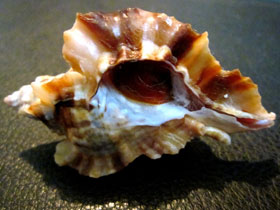 Смотреть фото Цератостома Барнетта Фото Цератостома Барнетта