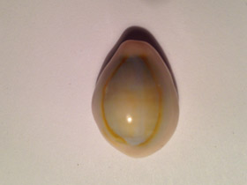 Смотреть фото Ципрея аннулюс Фото Ципрея аннулюс