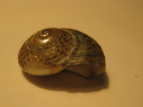 Смотреть фото Гибула Фото Гибула