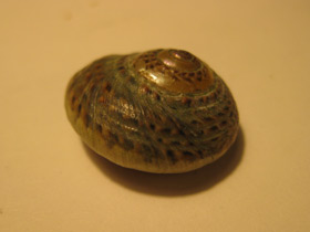 Смотреть фото Гибула Фото Гибула